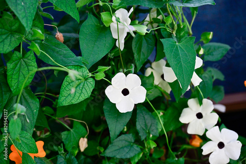 Fototapeta Naklejka Na Ścianę i Meble -  Close-up of a white Black-Eyed Susan vine flower with a dark center, surrounded by lush green leaves, showcasing its delicate beauty.
