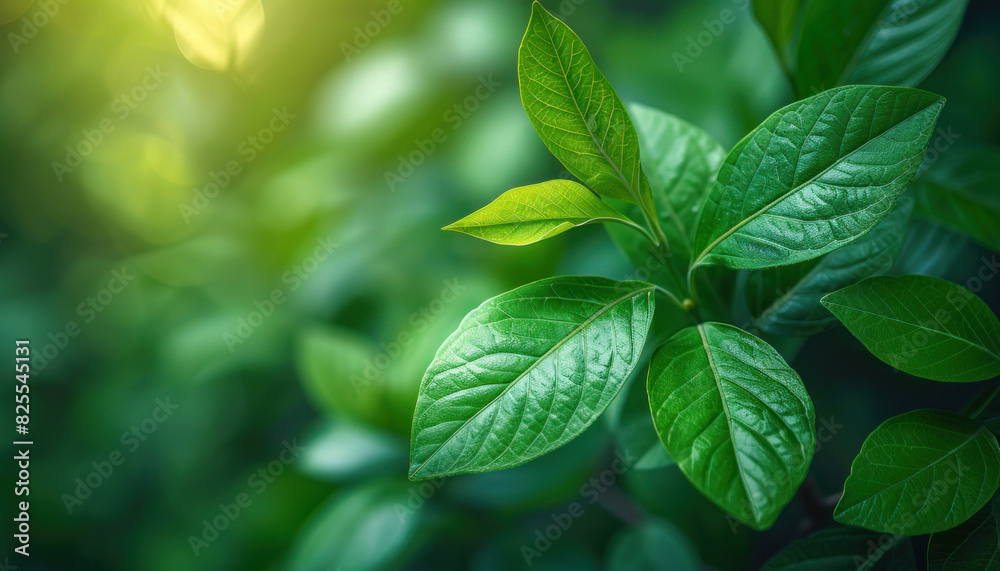 Fototapeta premium A detailed photo capturing a plant with vibrant green leaves growing on a tree branch