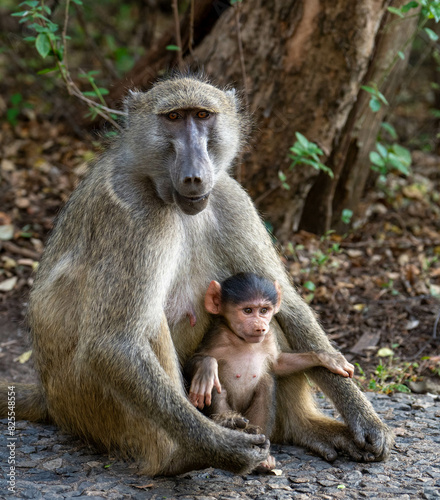 baboon sitting on the ground