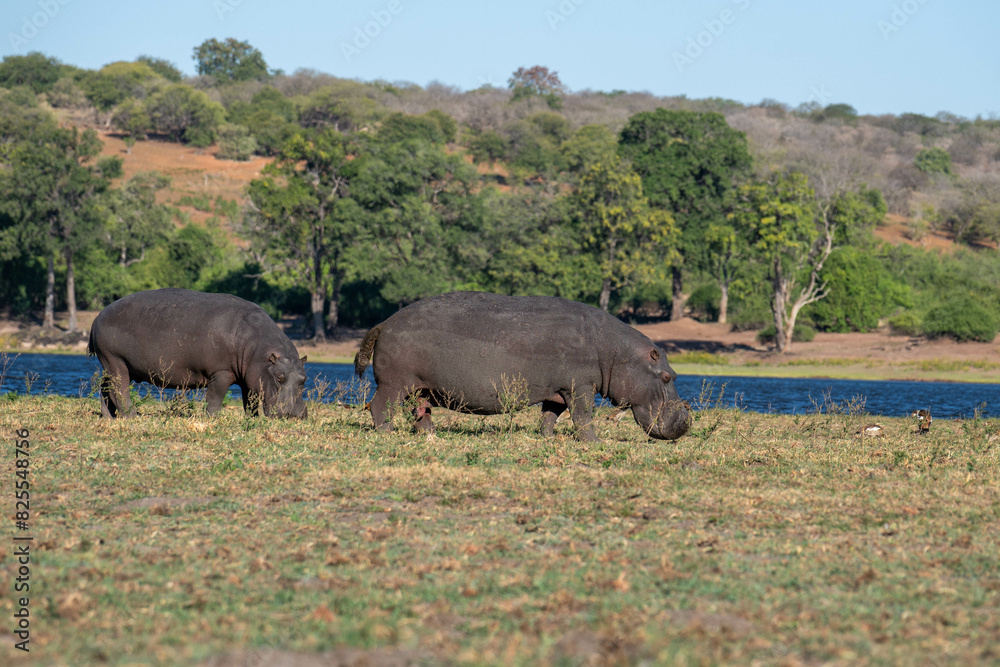 Fototapeta premium hippo near water