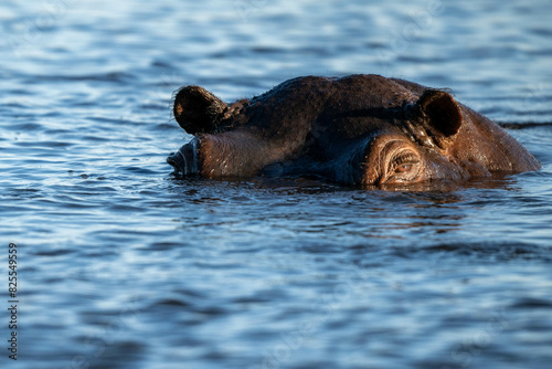 Hippo in water