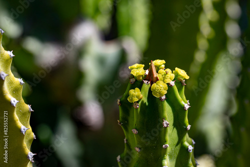 cactus in bloom photo