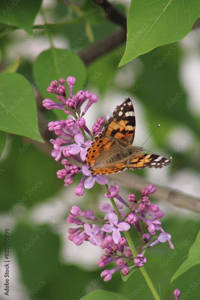 Obraz premium lilac flowers on a green background. butterfly on flower