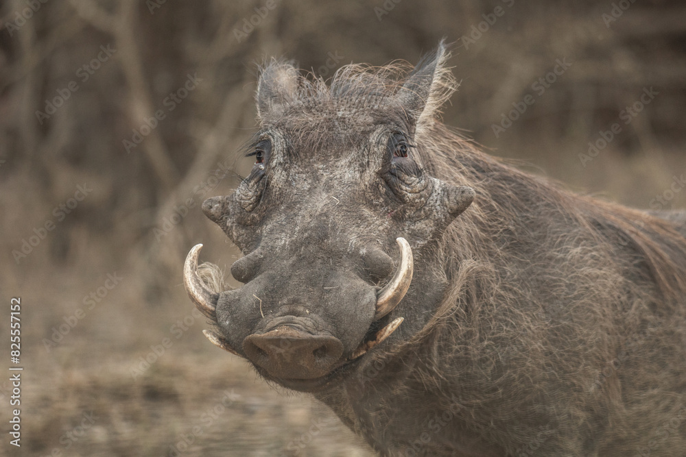 Fototapeta premium Primer plano de un facocero en la sabana africana