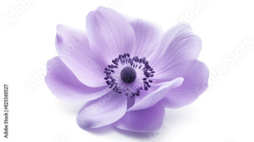 Delicate light purple flower with intricate petal details  centered black and purple stamen  set against a white background.