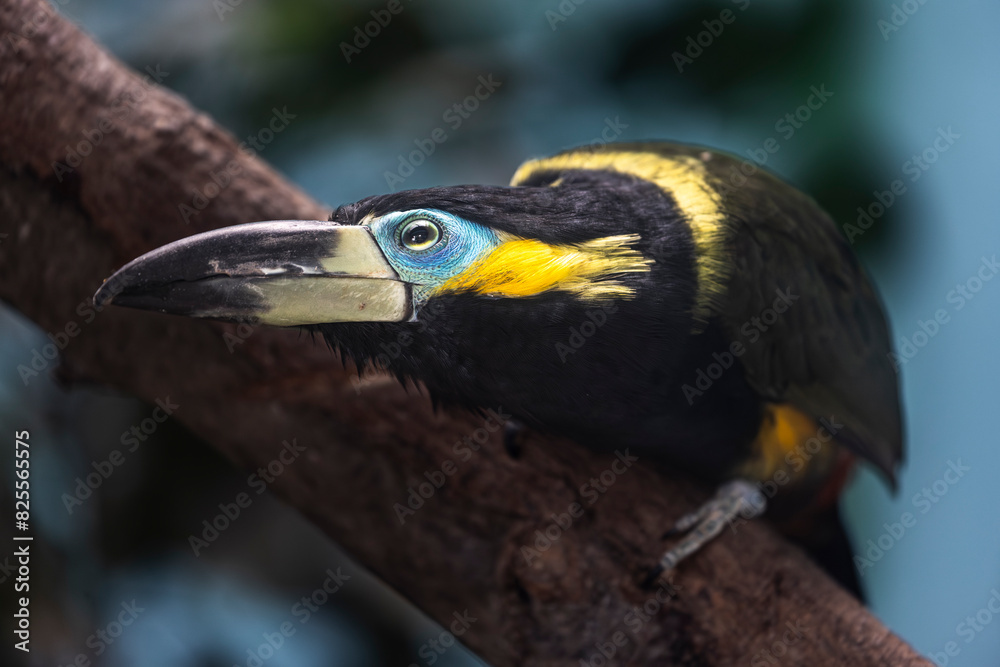 Obraz premium Chestnut-eared-aracari (Pteroglossus castanotis) watch the camera closely