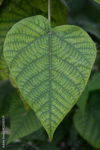 Close-up of a paper mulberry leaf (Broussonetia papyrifera), showing its prominent veins and heart shape. Native to East Asia, used in paper making.