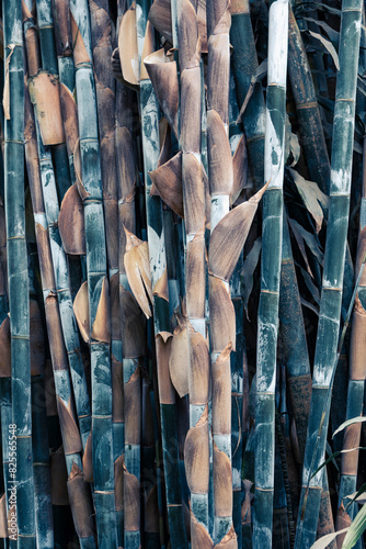 Aestethic group of bamboo canes illuminated by sunlight