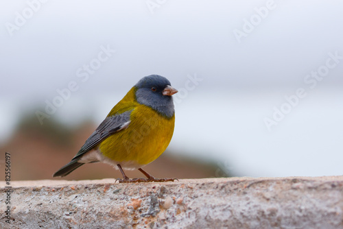 Male grey-hooded sierra finch (Phrygilus gayi) spotted near the natural reserve of Villavicencio in Mendoza, Argentina.