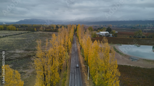 Tree-lined road in Mendoza, Argentina, on a cold autumn day.