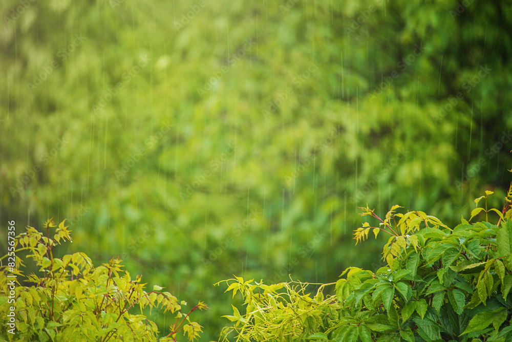 Green nature and blurred raindrops in defocus. Green nature and blurred raindrops in defocus.