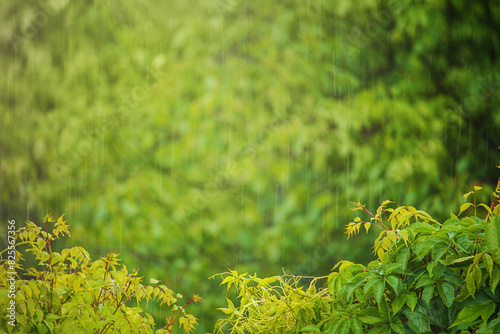 Green nature and blurred raindrops in defocus. © Lesia