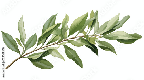 Hand drawn bay leaf in monochrome sketch style vect