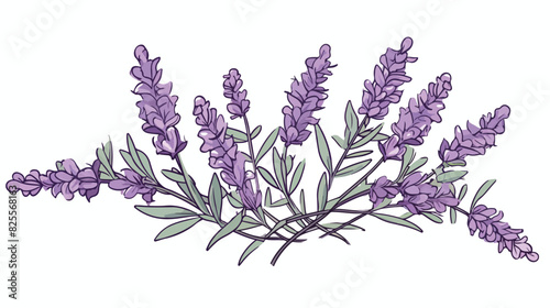 Hand drawn lavender herb with leaves and flowers ou