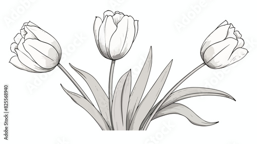Hand drawn tulip flower with black and white outlin photo