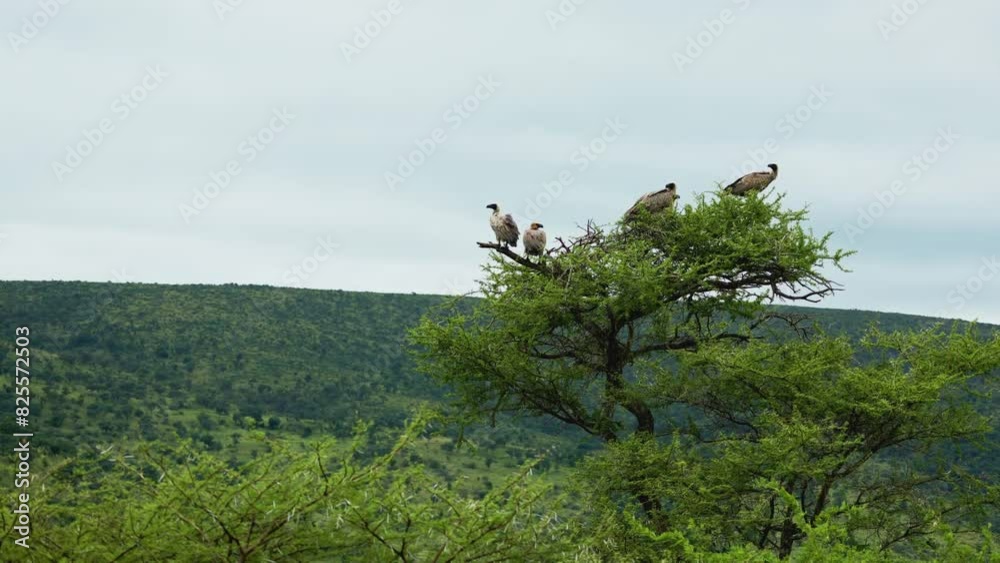A european honey buzzard sits on a branch. Wild african griffin sitting on top of a tree searching for a prey. South Africa safari in national park. Wild birds. Amazing rare shot of african animals A european honey buzzard sits on a branch. Wild african griffin sitting on top of a tree searching for a prey. South Africa safari in national park. Wild birds. Amazing rare shot of african animals