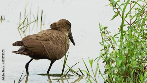 A hammerkop bird gets a big fish from a river. Small brown feathered bird hunting in water. South Africa safari in national park. Wildlife of endangered animal and birds species. photo