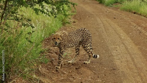 Lonely wild cheetah sneaking under tree in african savannah in national park. South Africa safari in national park. Amazing rare shot of african animals. Amazing rare shot of wild cats after hunt