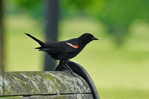 The red-winged blackbird (Agelaius phoeniceus) is a passerine bird of the family Icteridae found in most of North America. photo