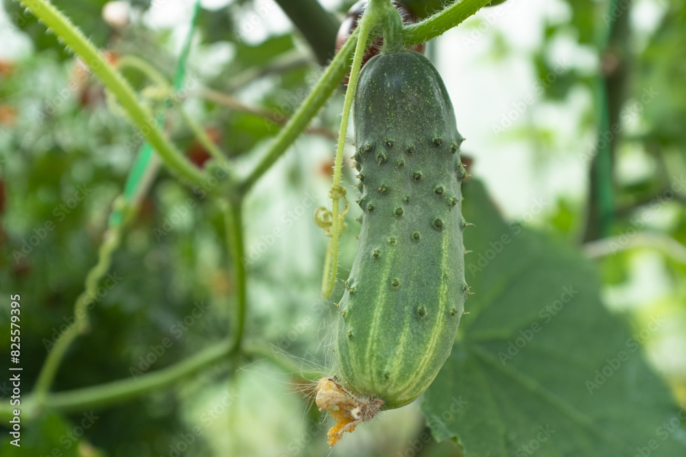 Green cucumber grow in greenhouse, close-up. Background from cucumber plant for branding, calendar, postcard, screensaver, wallpaper, poster, banner, cover, website. High quality photo Green cucumber grow in greenhouse, close-up. Background from cucumber plant for branding, calendar, postcard, screensaver, wallpaper, poster, banner, cover, website. High quality photo