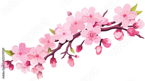 Japanese sakura or cherry tree blossom a branch wit