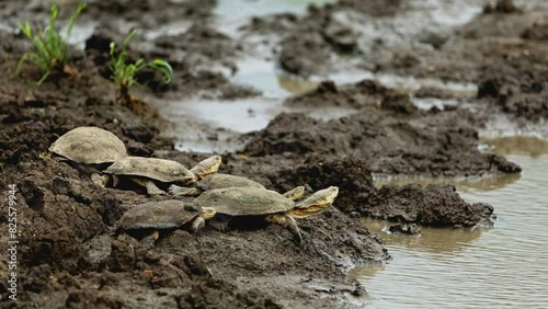 Many small Turtles Coming out of Water and Walking towards ground. South Africa safari in national park. Wildlife of endangered animal species. Rare turtles of Tanzania. Environment conservation photo
