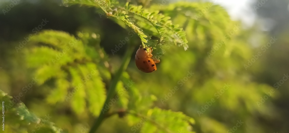 ladybug on the tree ladybug on the tree