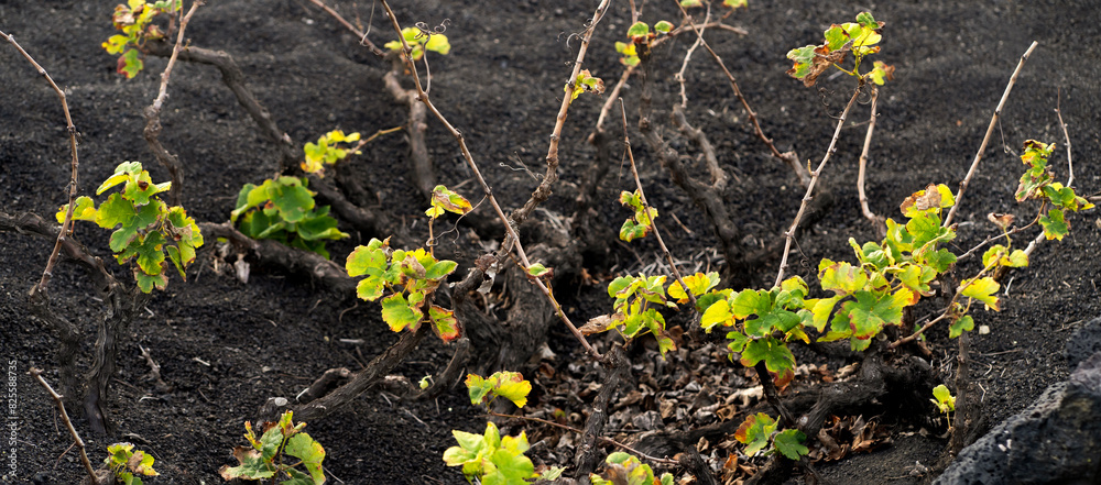 Vineyards in the black lava ground with a growing grapes of La Geria, Lanzarote Island. Vineyards in the black lava ground with a growing grapes of La Geria, Lanzarote Island.