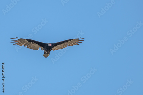 Closeup of a turkey vulture.
