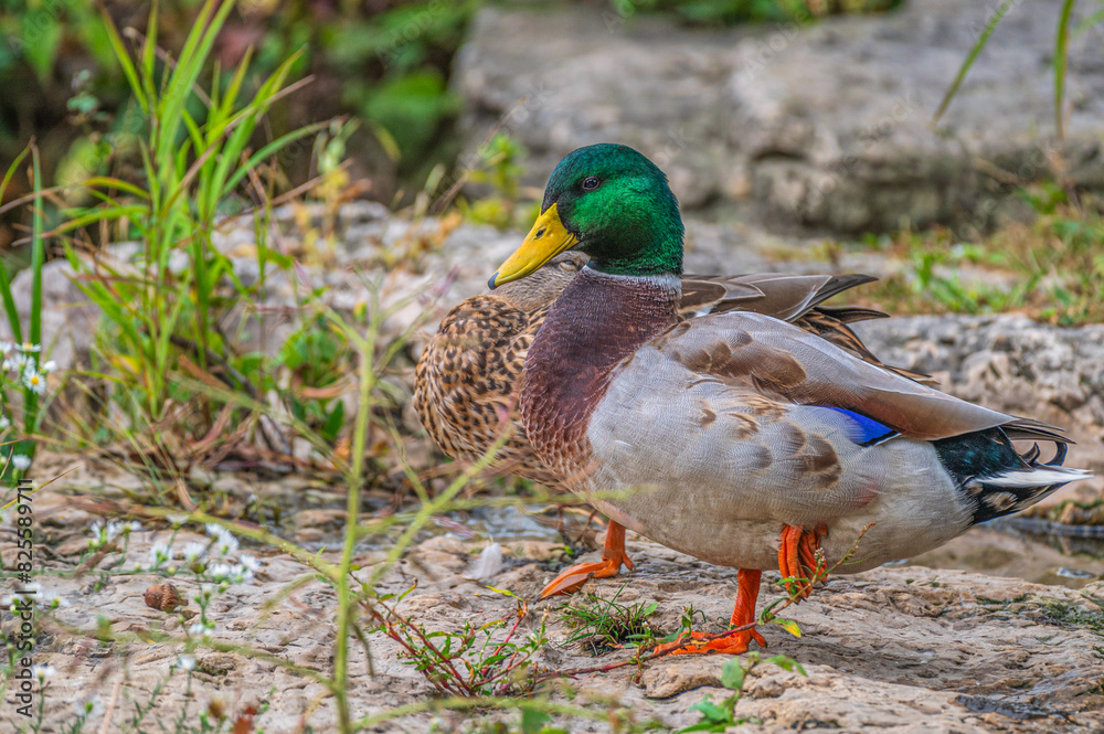 Obraz premium Mallard duck in spring.