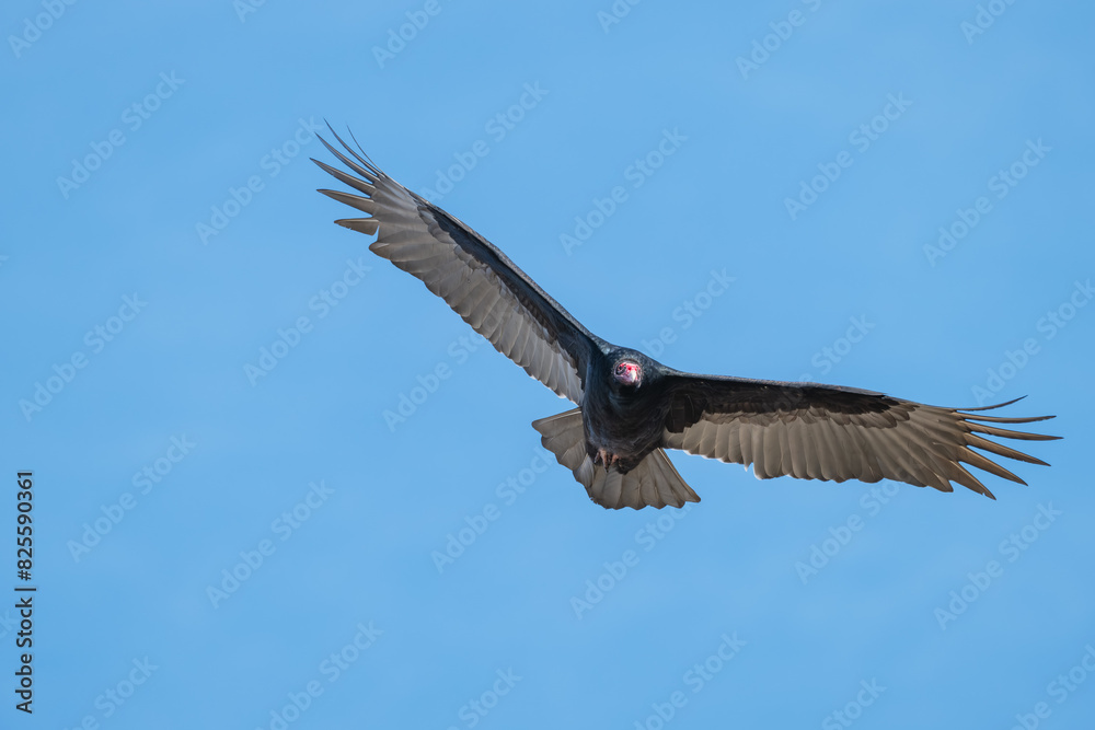 Obraz premium Closeup of a turkey vulture.