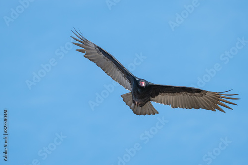 Closeup of a turkey vulture.