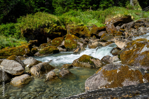 stream in the forest