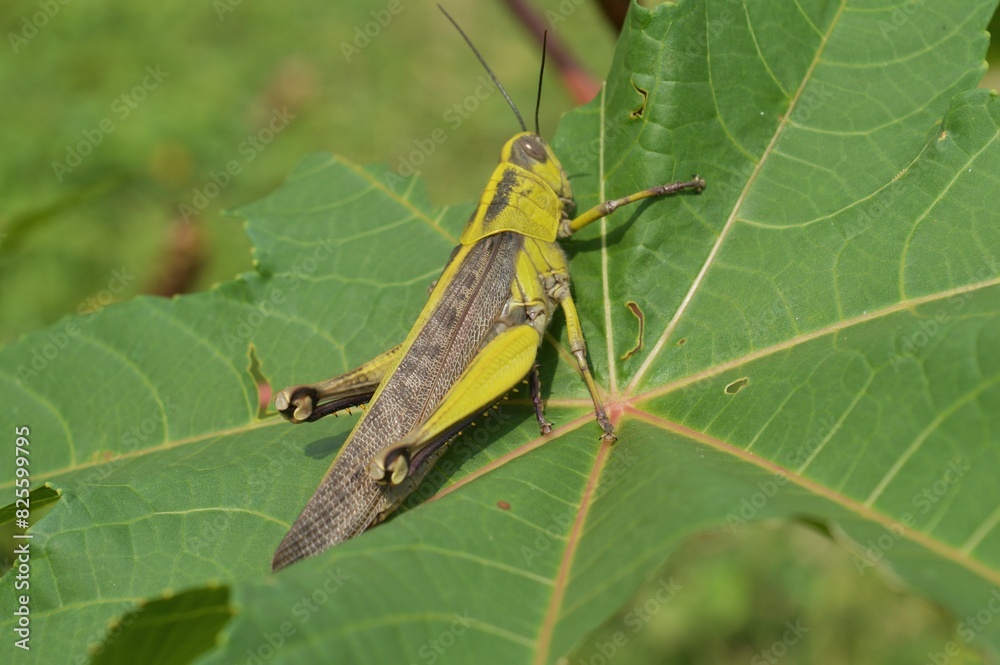 Fototapeta premium beautiful grasshopper 