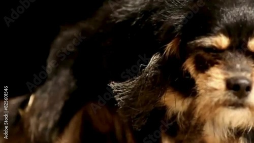 Griffon Nivernais dog, close up of griffon nivernais, portrait of a dog, black griffon nivernais, cute black puppy. photo