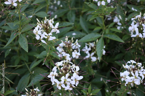 blossoms with clusters of tiny white individual flowers