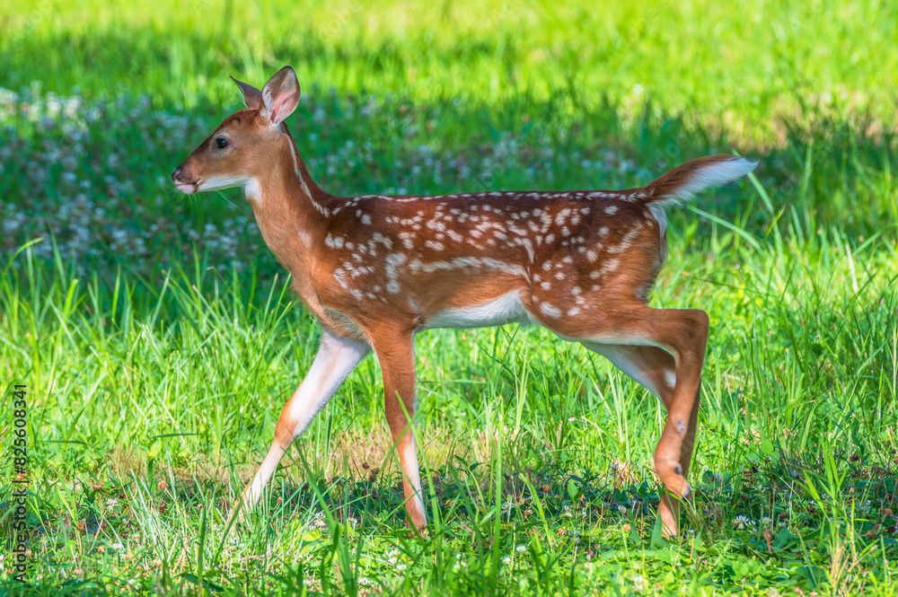 Deer outdoors in summer. Bright green leaves in the background. Deer outdoors in summer. Bright green leaves in the background.