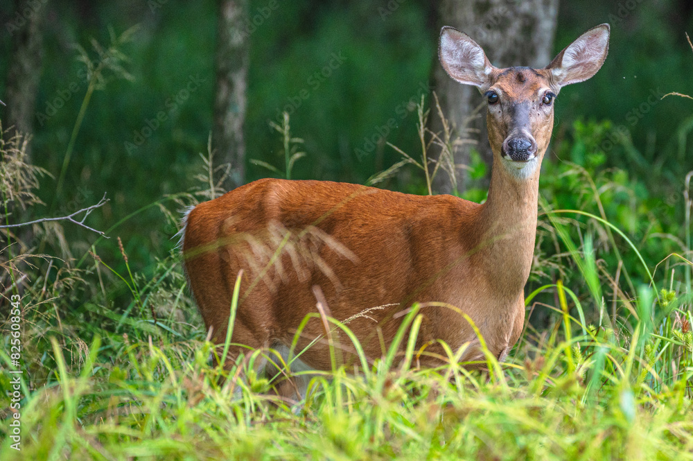 Deer outdoors in summer. Bright green leaves in the background. Deer outdoors in summer. Bright green leaves in the background.