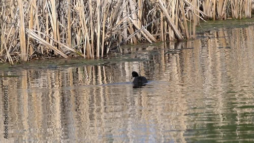 Insights into the American Coot: A Cinematic Journey at a Canadian Lake photo