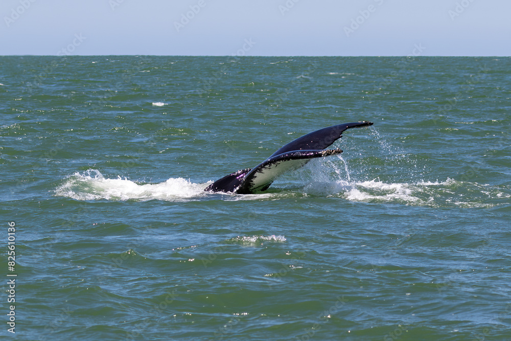 Obraz premium Tail of humpback whale (Megaptera novaeangliae) above water as it begins to dive. Water streaming off flukes. Off the coast of Monterey, California. 
