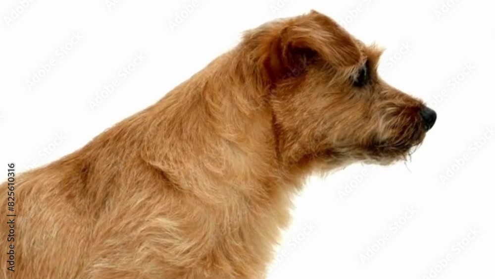 jack russell terrier, dog, jack russell terrier puppy jack russell terrier, dog, jack russell terrier puppy