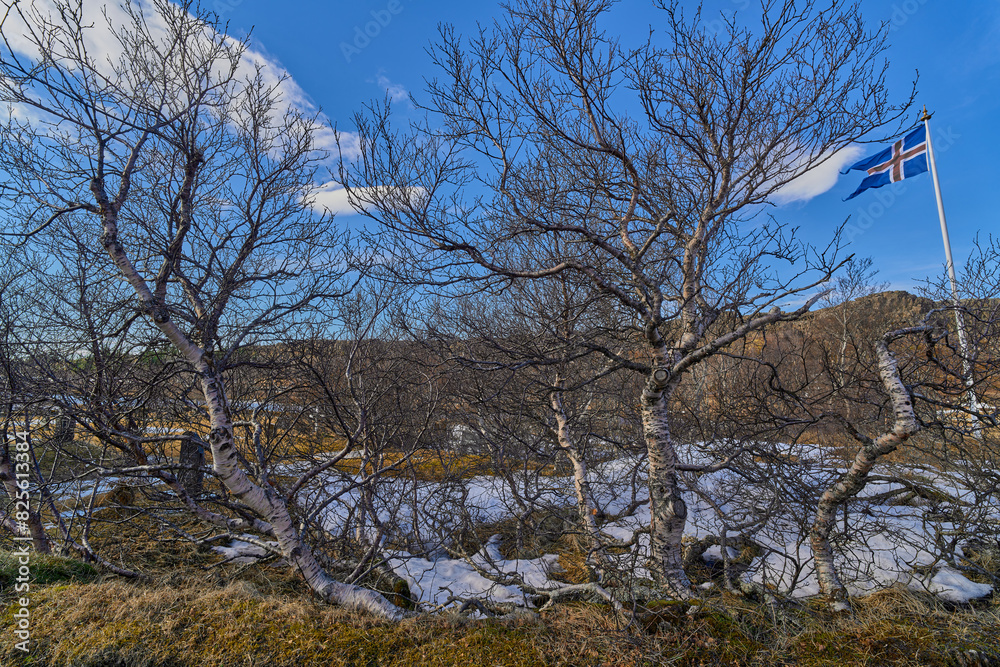 Leafless trees and the flag of Iceland with blue sky and snow Leafless trees and the flag of Iceland with blue sky and snow