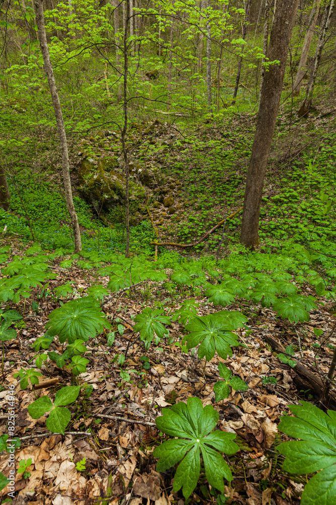Fototapeta premium White Oak Sink, Spring