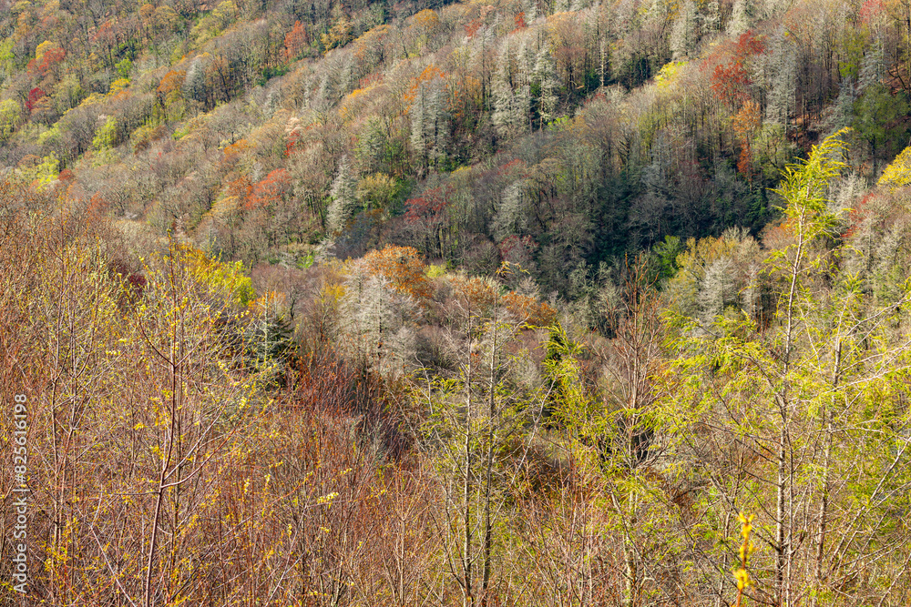 Fotografie Spring, Trees Budding in the Great Smoky Mountains