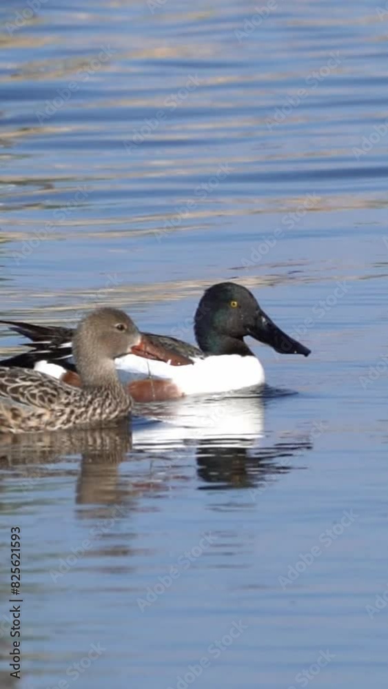 Enchanting Lake: Exploring the Beauty of the Northern Shoveler
