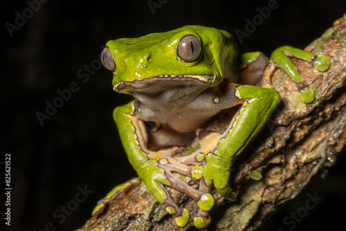 The colorful and ancient Kambo frog secretes a highly toxic substance to defend itself from predators. In the Amazon, various indigenous tribes used the poison of this frog as part of their customs. photo