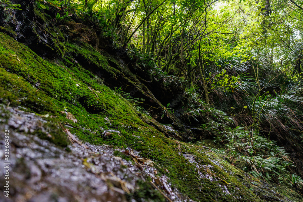 A photo of a rock covered in moss in the middle of the bush. The rock and water have water droplets falling down them A photo of a rock covered in moss in the middle of the bush. The rock and water have water droplets falling down them