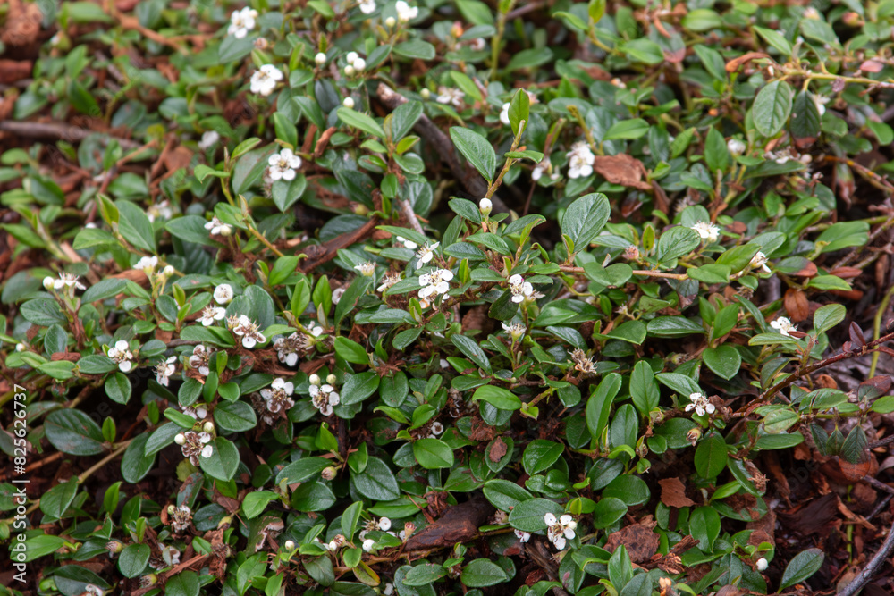 leaves and white blossoms of a ground creeper leaves and white blossoms of a ground creeper