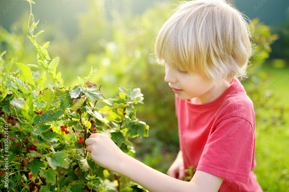 A child picking up red currant in the garden on a sunny summer day. Boy is stretching and grabbing ripe berries. A child picking up red currant in the garden on a sunny summer day. Boy is stretching and grabbing ripe berries.
