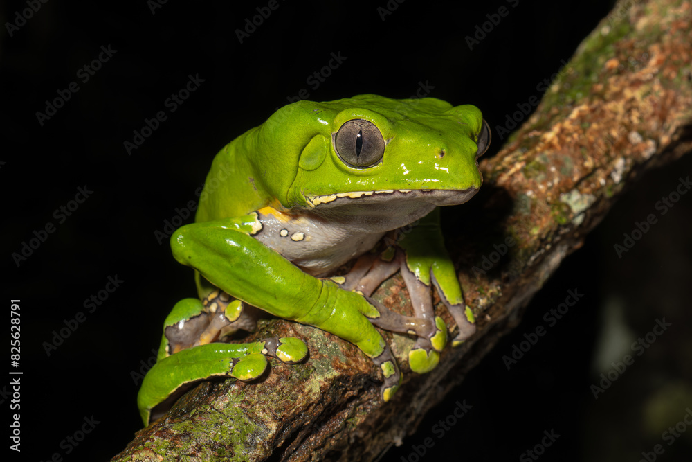 The colorful and ancient Kambo frog secretes a highly toxic substance to defend itself from predators. In the Amazon, various indigenous tribes used the poison of this frog as part of their customs. The colorful and ancient Kambo frog secretes a highly toxic substance to defend itself from predators. In the Amazon, various indigenous tribes used the poison of this frog as part of their customs.